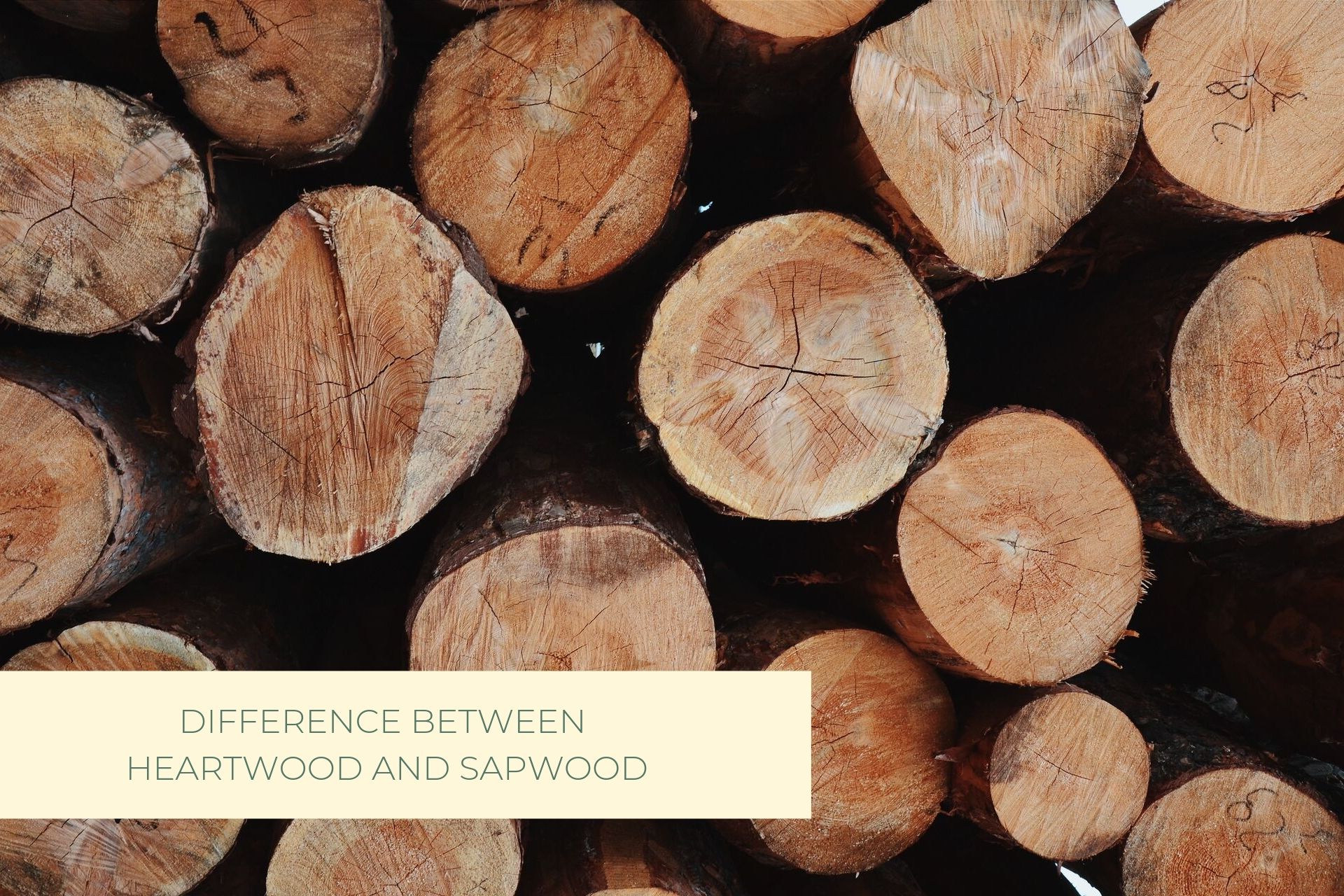WHATS THE DIFFERENCE BETWEEN HEARTWOOD AND SAPWOOD? (WHICH ONE TO USE